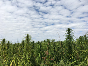 Mutual Cultivation: How Hemp and Humans Help Each Other Thrive